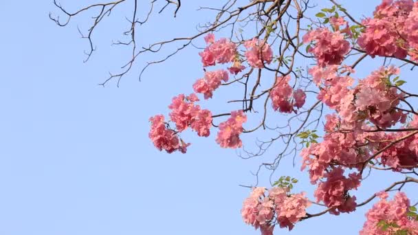 Ροζ Λουλούδια Tabebuia Rosea Άνθος — Αρχείο Βίντεο