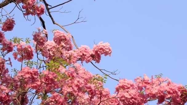 Pink Flowers Tabebuia Rosea Blossom — Stock Video