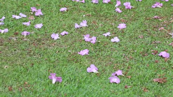 Roze Bloemen Tabebuia Rosea Bloesem Verwelkt Het Groene Gras — Stockvideo