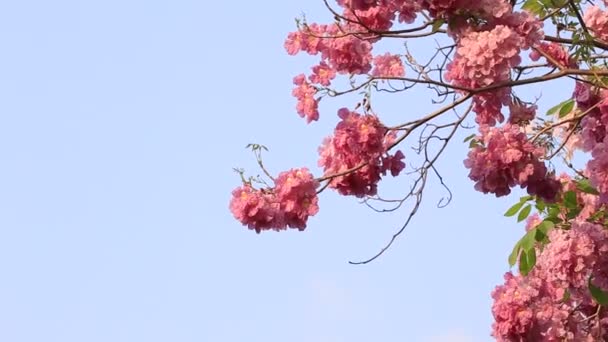 Ροζ Λουλούδια Tabebuia Rosea Άνθος — Αρχείο Βίντεο