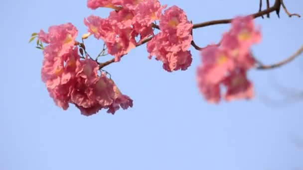 Roze Bloemen Tabebuia Rosea Bloesem — Stockvideo