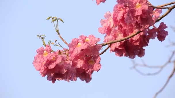 Pink Flowers Tabebuia Rosea Blossom — Stock Video