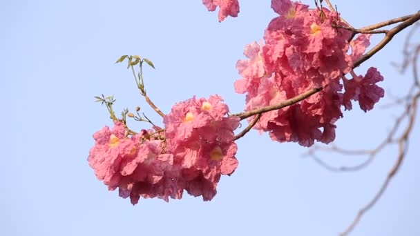 Różowe Kwiaty Tabebuja Rosea Kwitnąć — Wideo stockowe