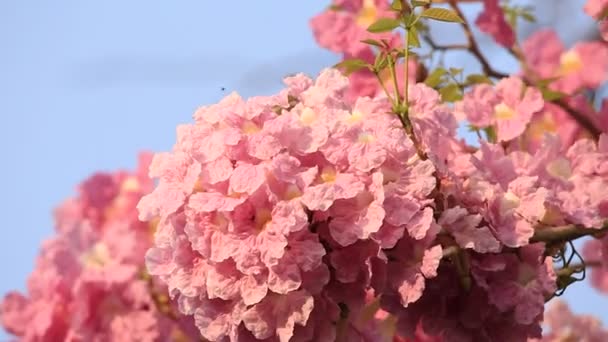 Rózsaszín Virágok Tabebuia Rosea Virág — Stock videók