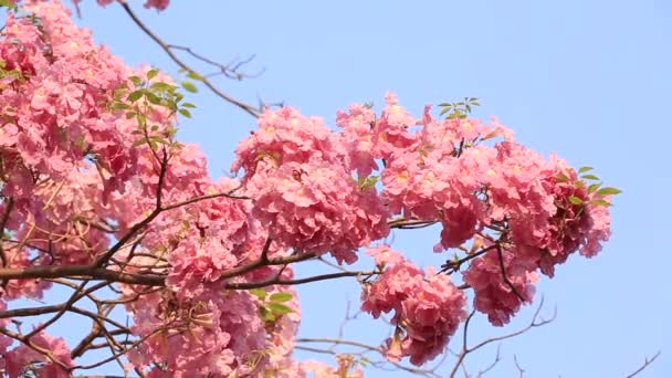 Pink Flowers Tabebuia Rosea Blossom — Stock Video