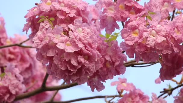 Pink Flowers Tabebuia Rosea Blossom — Stock Video