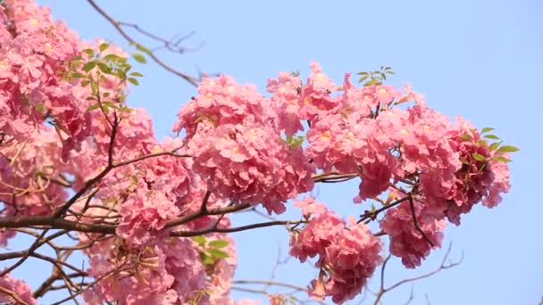 Pembe Çiçekler Tabebuia Rosea Çiçeği — Stok video