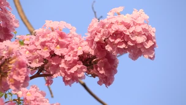 Pembe Çiçekler Tabebuia Rosea Çiçeği — Stok video