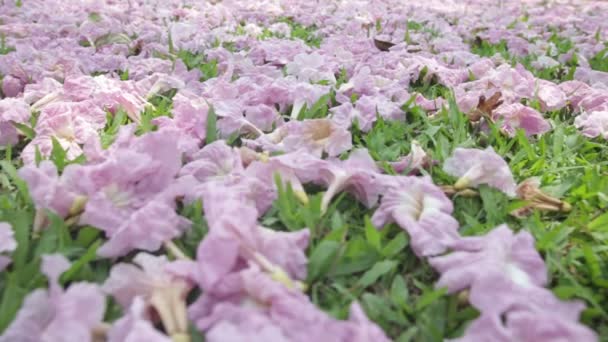 Roze Bloemen Tabebuia Rosea Bloesem Verwelkt Het Groene Gras — Stockvideo