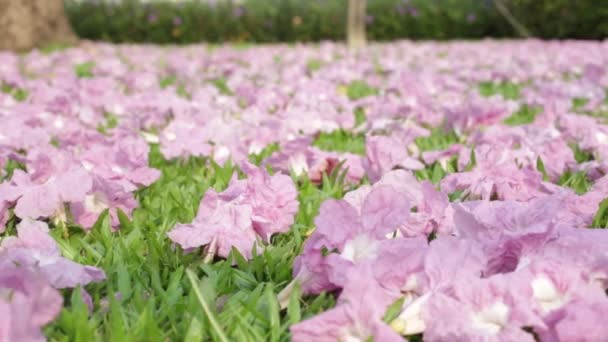 Pink Flowers Tabebuia Rosea Blossom Wilted Green Grass — Stock Video