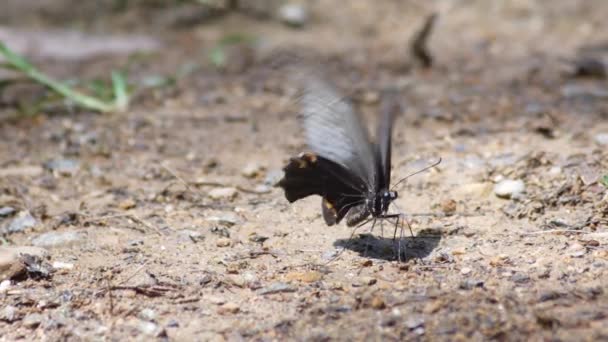 Zoom Butterfly Eating Nature Daylight Clips — Stock Video