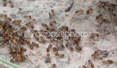 Termitler için yiyecek arıyoruz.