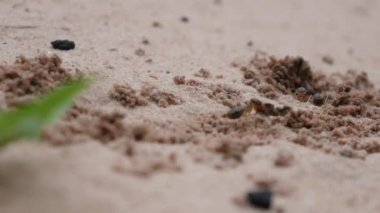 Termitler için yiyecek arıyoruz.