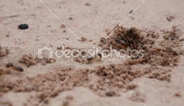 Termitler için yiyecek arıyoruz.