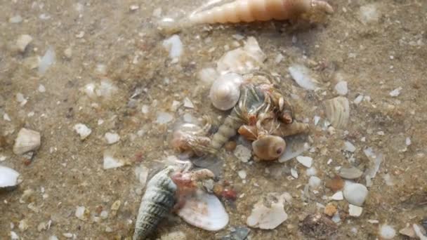 Caranguejo Eremita Praia — Vídeo de Stock