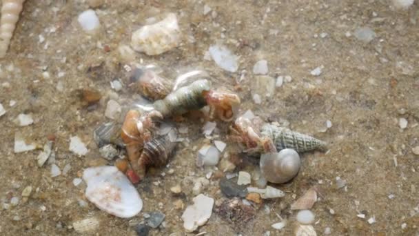 Granchio Eremita Sulla Spiaggia — Video Stock