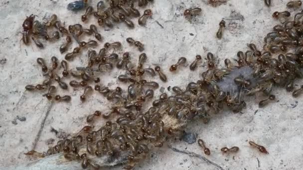 白蚁在寻找食物 — 图库视频影像