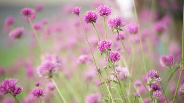 Roze Bloem Tuin Vervagen Natuur Achtergrond Vintage Stijl Kleurtoon — Stockvideo