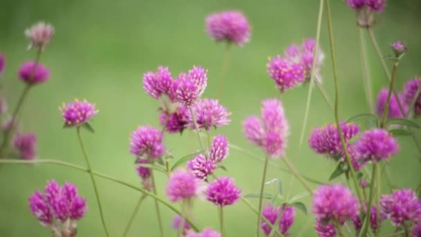 庭のぼかし 自然の背景 ビンテージ スタイルの色のトーンのピンクの花 — ストック動画
