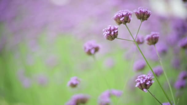 Blomma Trädgården Oskärpa Naturen Tillbaka Marken — Stockvideo