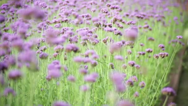 Kwiat Ogrodzie Rozmycie Natura Tlo — Wideo stockowe