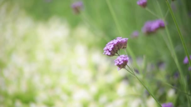 Flower Garden Blur Nature Back Ground — Stock Video