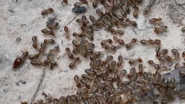Termites Looking Food — Stock Video