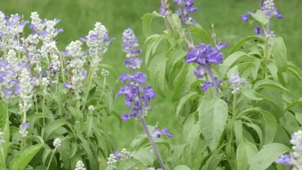 庭の自然の背景を花します — ストック動画