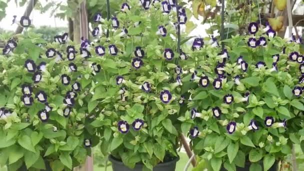 Blume Garten Natur Hintergrund — Stockvideo