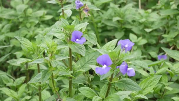 Zoom Flor Jardín — Vídeos de Stock