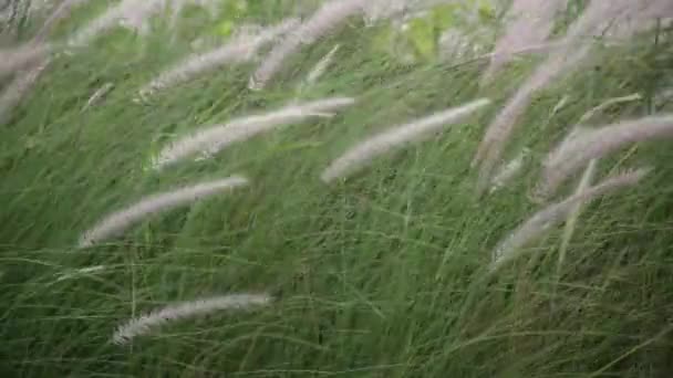 Flores Grama Branca Vermelha Fundo Natureza — Vídeo de Stock