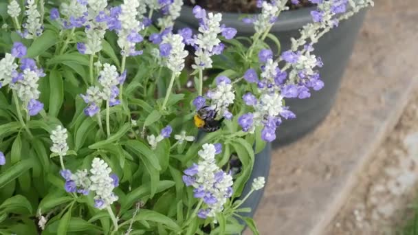 Käfer Und Blume Garten Natur Hintergrund — Stockvideo