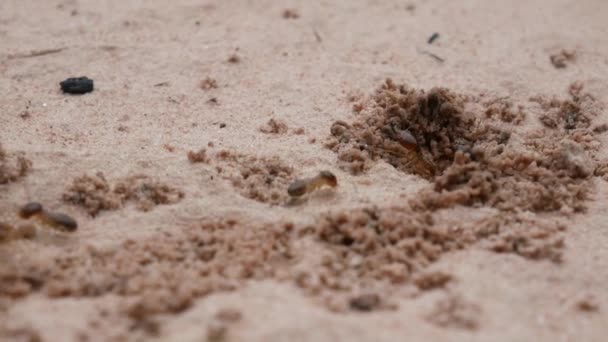 Termites Looking Food — Stock Video