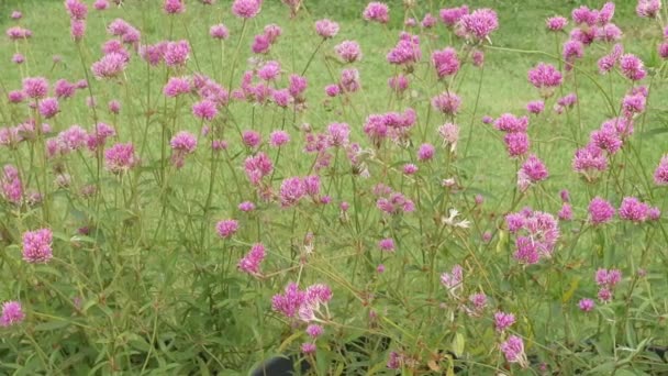 Rosa Blume Garten Unschärfe Natur Hintergrund Vintage Stil Farbton — Stockvideo