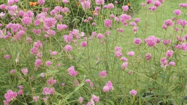 Pink Flower Garden Blur Nature Background Vintage Style Color Tone — Stock Video