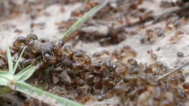 Termieten Zijn Zoek Naar Voedsel — Stockvideo