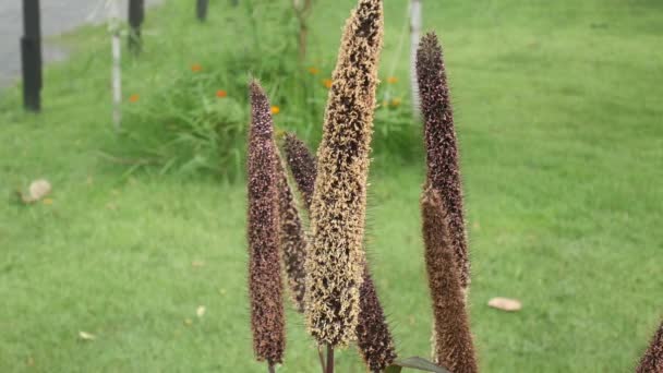 庭ぼかし自然バック グラウンド 芽のラベンダーが風に揺れる花のピンクの花 — ストック動画