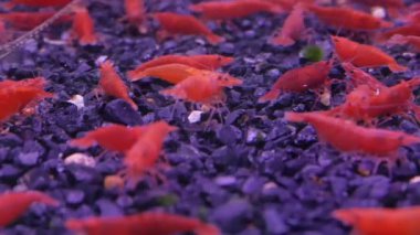 Kırmızı cüce karidesler fish tank.