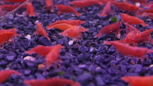 Red Dwarf Garnalen Het Aquarium — Stockvideo