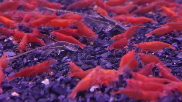 Červený Trpaslík Krevety Akváriu — Stock video