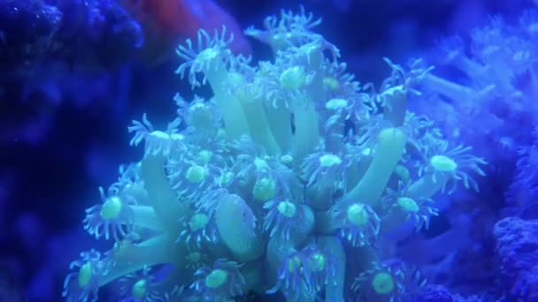 Blommor Havet Akvarium — Stockvideo