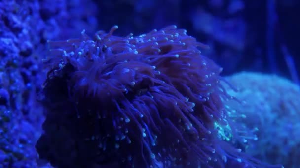 Flores Mar Tanque Peixe — Vídeo de Stock