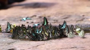 Doğadaki güzel Kelebek