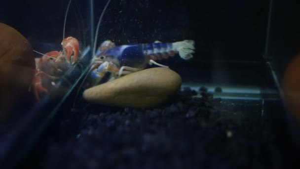 Fish Tank Kerevit Yakın Çekim — Stok video