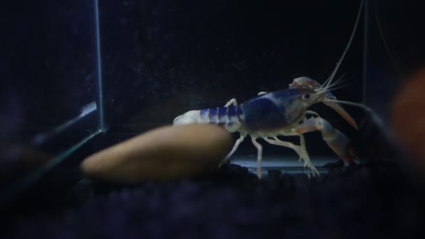 Close Van Rivierkreeft Aquarium — Stockvideo