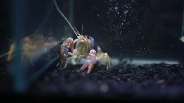 Gros Plan Des Écrevisses Dans Aquarium — Video