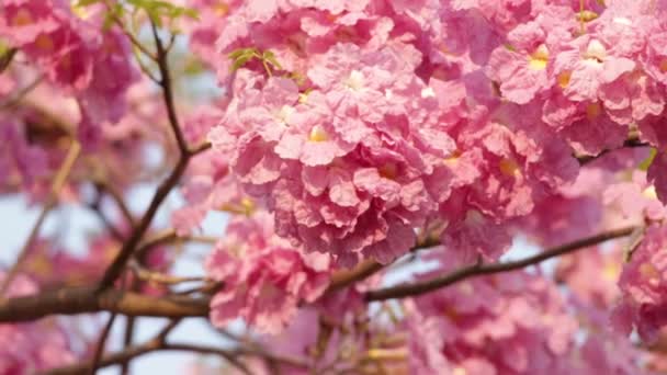 Ροζ Λουλούδια Tabebuia Rosea Άνθος — Αρχείο Βίντεο