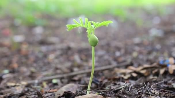 Fidan Demirhindi Ağaç Rüzgar Ile Sallamak Doğa Arka Plan — Stok video