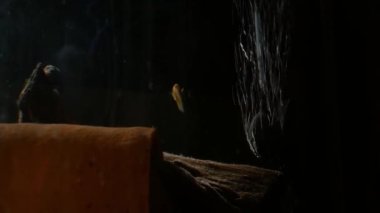 Oksijen makinesi fish tank.