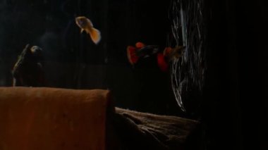 Oksijen makinesi fish tank.